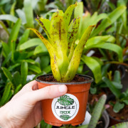 Neoregelia kautskyi – Broméliacée rare pour terrarium