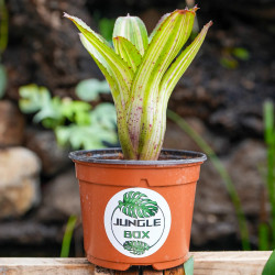 Neoregelia antigone variegata