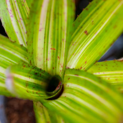 Neoregelia antigone variegata, une plante aux dessins stylés