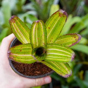 Neoregelia antigone variegata, une plante aux dessins stylés