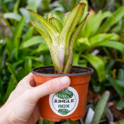 Neoregelia antigone variegata, une plante aux dessins stylés