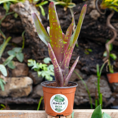 Neoregelia red goodies