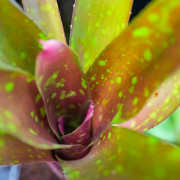 Neoregelia “Red Goodies” – Broméliacée décorative rouge