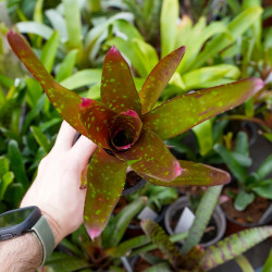 Neoregelia “Red Goodies” – Broméliacée décorative rouge