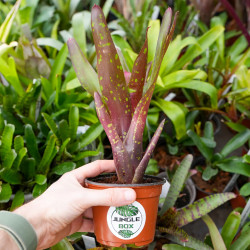 Neoregelia “Red Goodies” – Broméliacée décorative rouge
