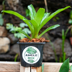 Broméliacée pour terrarium planté