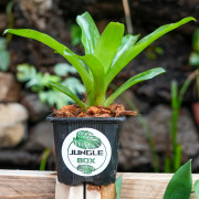 bromelia for terrarrium