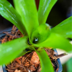 bromelia for terrarrium