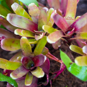 Neoregelia Super fireball  broméliacée