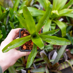 Broméliacée pour terrarium planté