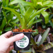 Broméliacée pour terrarium planté