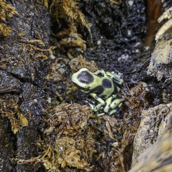 Dendrobates auratus Costa rica