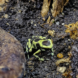 Dendrobates auratus Costa rica