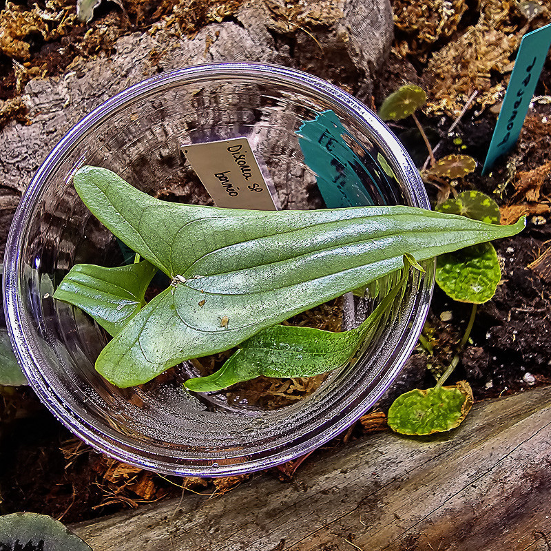 Dioscorea bornéo sp