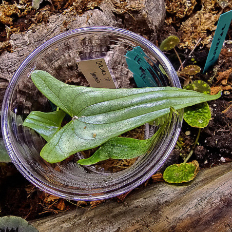 Dioscorea bornéo sp
