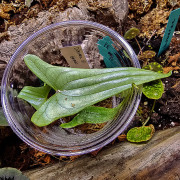 Dioscorea bornéo sp