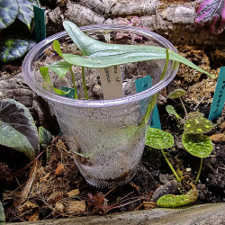 Dioscorea sp. Borneo | plante rare de collection