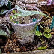Dioscorea sp. Borneo | plante rare de collection