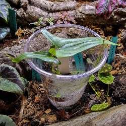 Dioscorea sp. Borneo | plante rare de collection