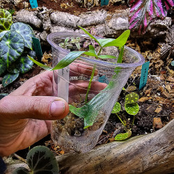Dioscorea sp. Borneo | plante rare de collection