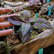 Strobilanthes dyerianus – Plante Pourpre Tropicale
