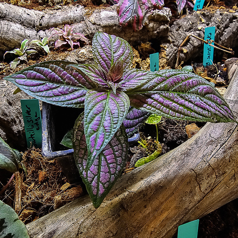 Strobilanthes dyerianus
