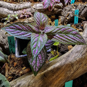 Strobilanthes dyerianus