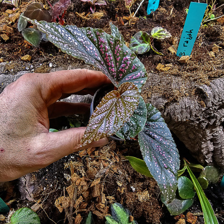 Begonia maculata Pink Spot – Bégonia à pois rose