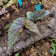 Begonia maculata Pink Spot – Bégonia à pois rose
