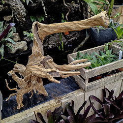 Racine stump wood XL