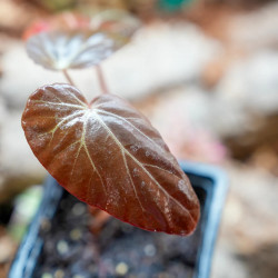 Begonia burkillii dark– Rare Mottled Foliage Begonia | JungleBox