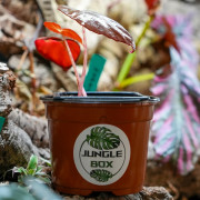 Begonia burkillii ‘Dark’ | JungleBox