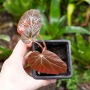 Begonia burkillii dark– Rare Mottled Foliage Begonia | JungleBox