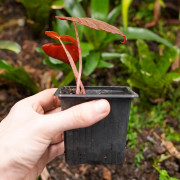 Begonia burkillii dark– Rare Mottled Foliage Begonia | JungleBox