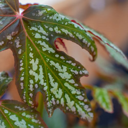 Begonia diadema – Plante rare à feuillage graphique | JungleBox