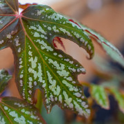 Begonia diadema – Plante rare à feuillage graphique | JungleBox