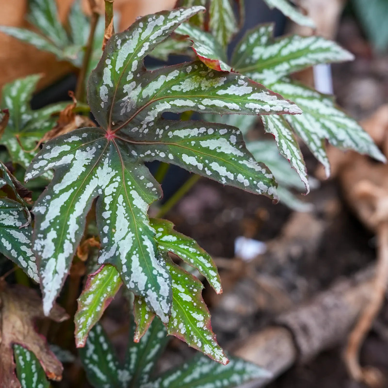 Begonia diadema – Rare Tropical Foliage Plant | JungleBox
