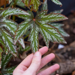 Begonia diadema – Rare Tropical Foliage Plant | JungleBox