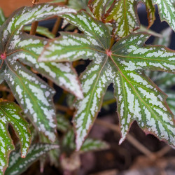 Begonia diadema – Plante rare à feuillage graphique | JungleBox