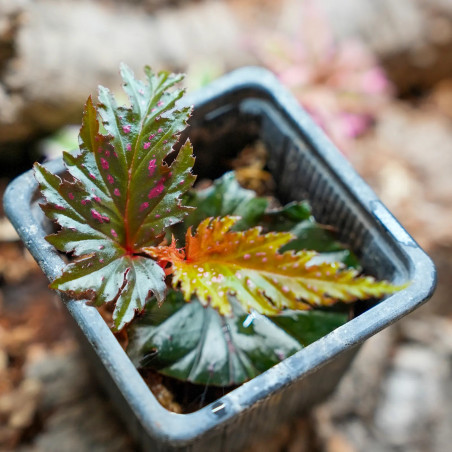 Begonia serratipetala