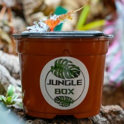 Begonia serratipelata – Begonia rare nervuré pour terrarium humide