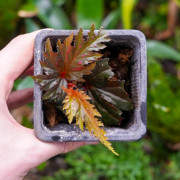 Begonia serratipetala