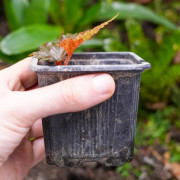 Begonia serratipelata – Begonia rare nervuré pour terrarium humide
