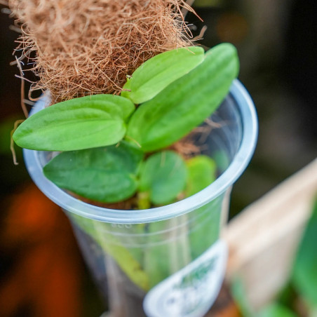 Rhaphidophora korthalsii