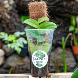 Rhaphidophora korthalsii