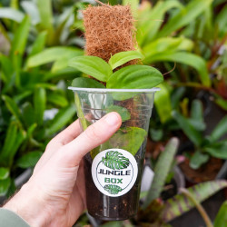 Rhaphidophora korthalsii