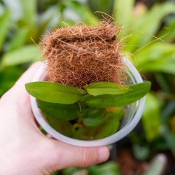 Rhaphidophora korthalsii