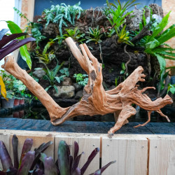 Racine Stump Wood XL – Bois naturel aquarium & terrarium