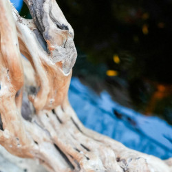 Racine Stump Wood XL – Bois naturel aquarium & terrarium