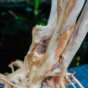 Racine Stump Wood XL – Bois naturel aquarium & terrarium